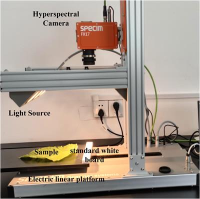 Non-destructive detection of protein content in mulberry leaves by using hyperspectral imaging